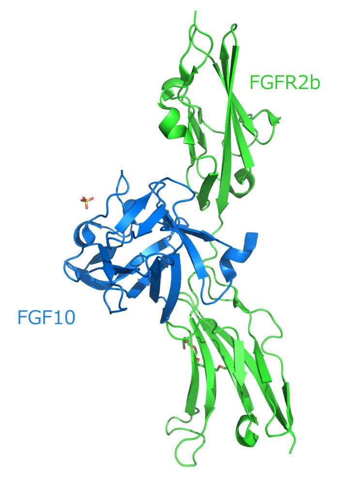 FGF（線維芽細胞成長因子）の役割と美容効果